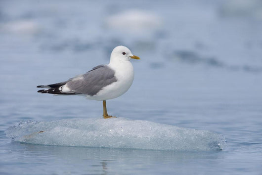Mew Gull Adult On An Iceberg Wall Mural