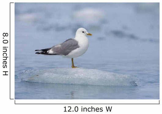 Mew Gull Adult On An Iceberg Wall Mural