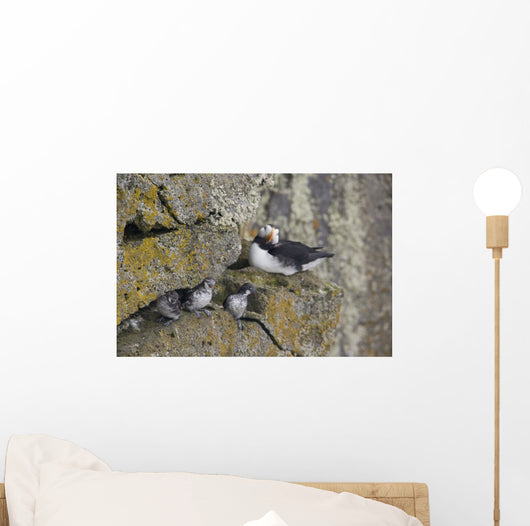 Least Auklets Perched On A Narrow Ledge With Horned Puffin Wall Mural