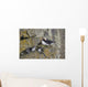 Least Auklets Perched On A Narrow Ledge With Horned Puffin Wall Mural
