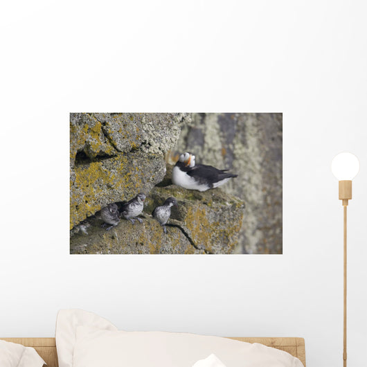 Least Auklets Perched On A Narrow Ledge With Horned Puffin Wall Mural