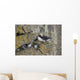Least Auklets Perched On A Narrow Ledge With Horned Puffin Wall Mural