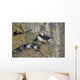 Least Auklets Perched On A Narrow Ledge With Horned Puffin Wall Mural