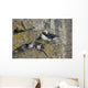 Least Auklets Perched On A Narrow Ledge With Horned Puffin Wall Mural