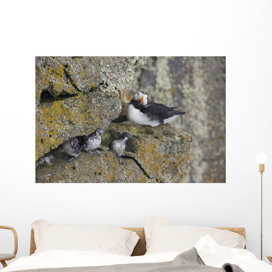 Least Auklets Perched On A Narrow Ledge With Horned Puffin Wall Mural