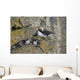 Least Auklets Perched On A Narrow Ledge With Horned Puffin Wall Mural