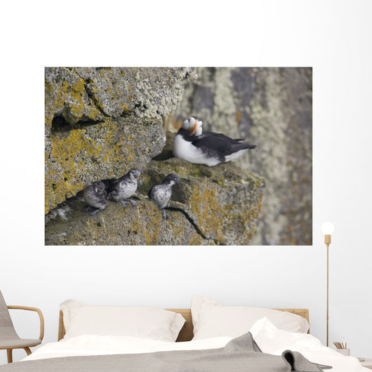 Least Auklets Perched On A Narrow Ledge With Horned Puffin Wall Mural