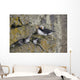 Least Auklets Perched On A Narrow Ledge With Horned Puffin Wall Mural