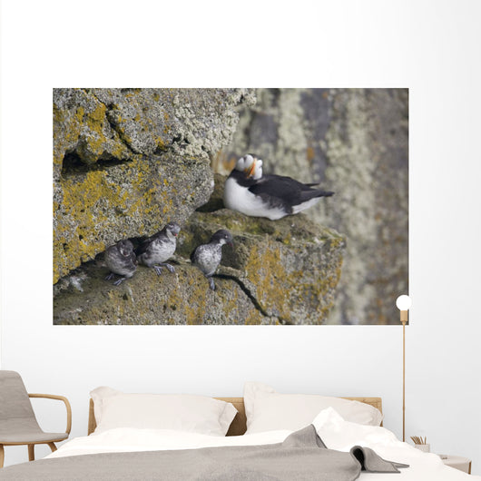 Least Auklets Perched On A Narrow Ledge With Horned Puffin Wall Mural