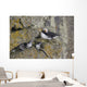 Least Auklets Perched On A Narrow Ledge With Horned Puffin Wall Mural