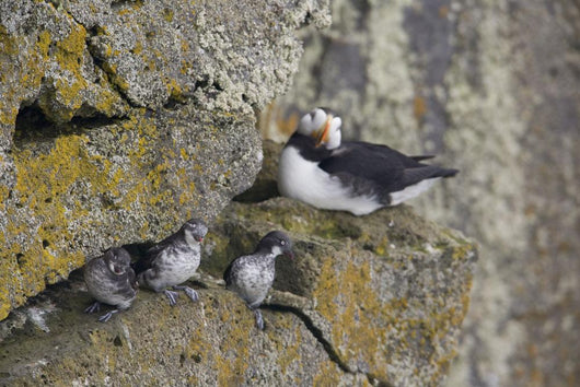 Least Auklets Perched On A Narrow Ledge With Horned Puffin Wall Mural