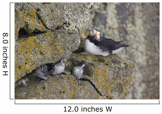 Least Auklets Perched On A Narrow Ledge With Horned Puffin Wall Mural