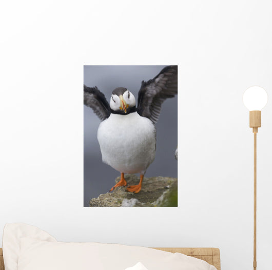 Horned Puffin With Wings Outstretched Wall Mural