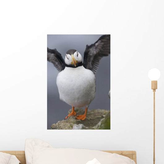 Horned Puffin With Wings Outstretched Wall Mural