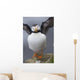 Horned Puffin With Wings Outstretched Wall Mural