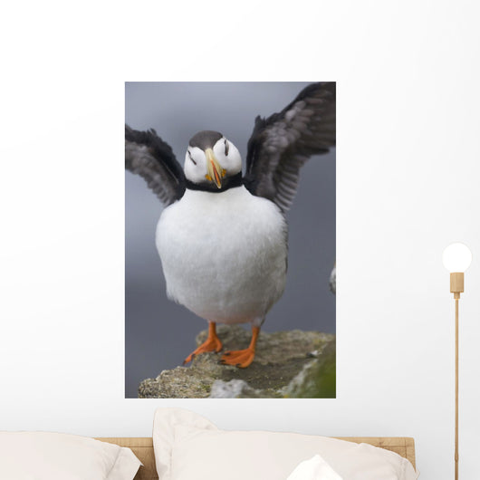 Horned Puffin With Wings Outstretched Wall Mural
