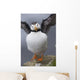 Horned Puffin With Wings Outstretched Wall Mural