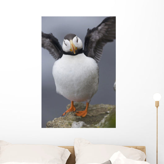 Horned Puffin With Wings Outstretched Wall Mural