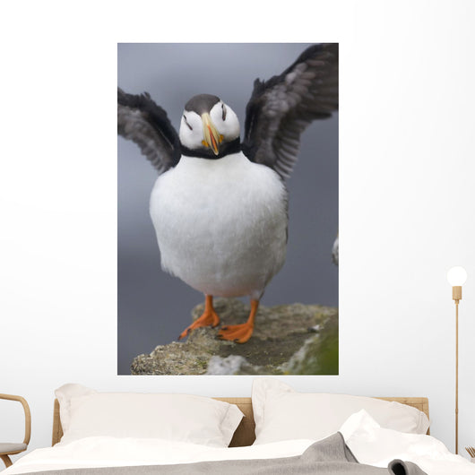 Horned Puffin With Wings Outstretched Wall Mural