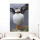 Horned Puffin With Wings Outstretched Wall Mural