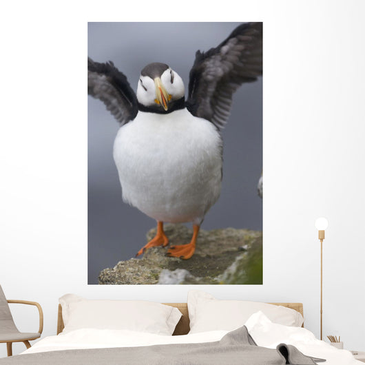 Horned Puffin With Wings Outstretched Wall Mural