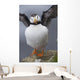 Horned Puffin With Wings Outstretched Wall Mural
