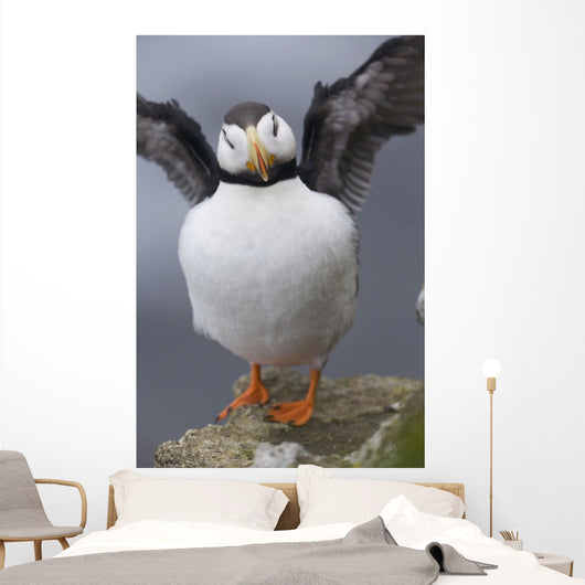 Horned Puffin With Wings Outstretched Wall Mural