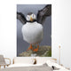 Horned Puffin With Wings Outstretched Wall Mural