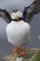 Horned Puffin With Wings Outstretched Wall Mural