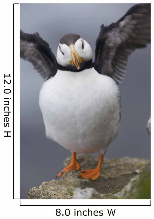 Horned Puffin With Wings Outstretched Wall Mural