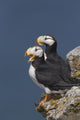 Southwest Alaska Wall Mural