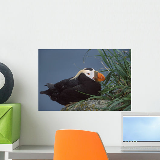 Tufted Puffin Perched On Rock Ledge Wall Mural