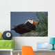 Tufted Puffin Perched On Rock Ledge Wall Mural
