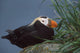 Tufted Puffin Perched On Rock Ledge Wall Mural