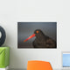 Close Up Portrait Of A Black Oystercatcher Wall Mural