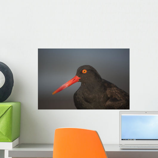 Close Up Portrait Of A Black Oystercatcher Wall Mural