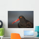 Close Up Portrait Of A Black Oystercatcher Wall Mural