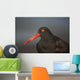 Close Up Portrait Of A Black Oystercatcher Wall Mural