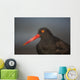 Close Up Portrait Of A Black Oystercatcher Wall Mural