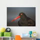 Close Up Portrait Of A Black Oystercatcher Wall Mural