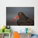 Close Up Portrait Of A Black Oystercatcher Wall Mural