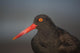 Close Up Portrait Of A Black Oystercatcher Wall Mural