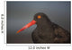Close Up Portrait Of A Black Oystercatcher Wall Mural