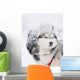 Two Sled Dog Huskys in Harness Wall Mural