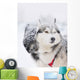 Two Sled Dog Huskys in Harness Wall Mural