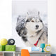 Two Sled Dog Huskys in Harness Wall Mural