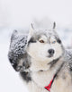 Two Sled Dog Huskys in Harness Wall Mural