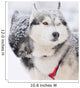 Two Sled Dog Huskys in Harness Wall Mural