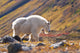 Mountain Goat Near Raven Glacier Wall Mural