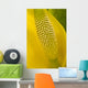 Close Up Of An American Skunk Cabbage Bloom Chugach National Forest Wall Mural
